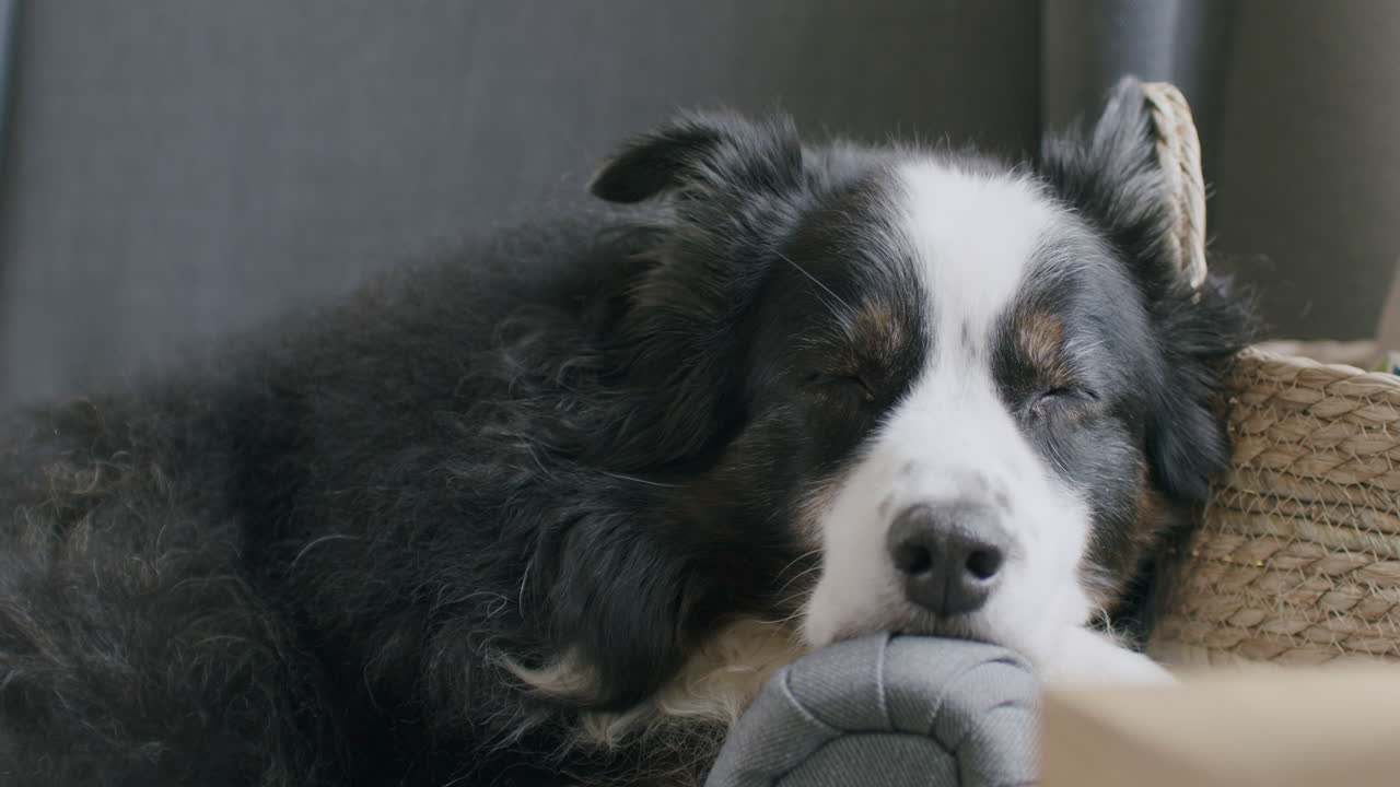 fotografía de cerca de un lindo perro durmiente