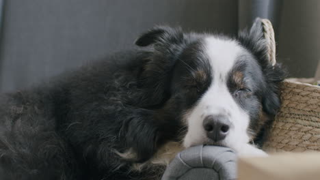 close up shot of a cute sleeping dog