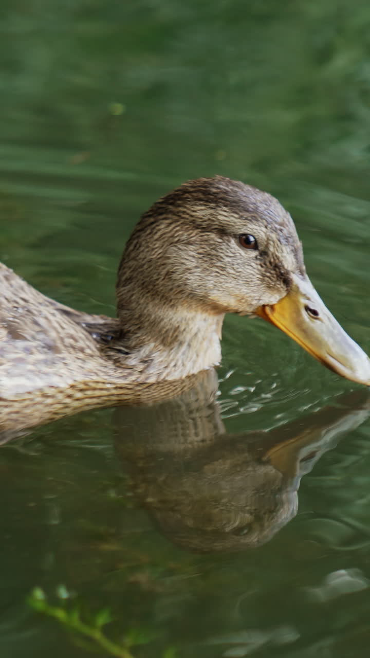 Adorabile germano reale sul fiume calmo. Anatra selvatica che cerca lenticchie d'acqua da mangiare. Primo piano. Video verticale.