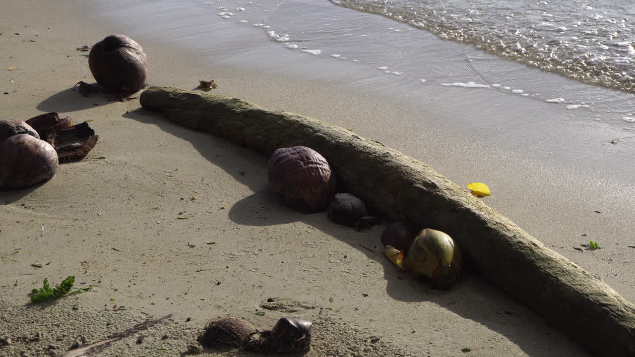 Wood, Coconuts and Waves on Sandy Beach. Huahine Island, French Polynesia