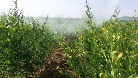 agricultural tractor with crop sprayer spraying pesticides on green gram plants in india