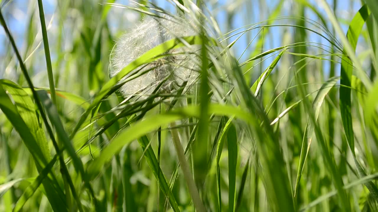 Erba nel campo. Riprese di un campo agricolo.