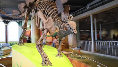 dinosaur exhibit in edinburgh museum display