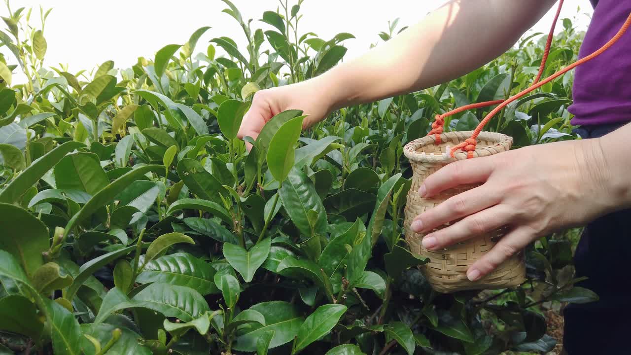 Close up footage of a female collecting tea leaves
