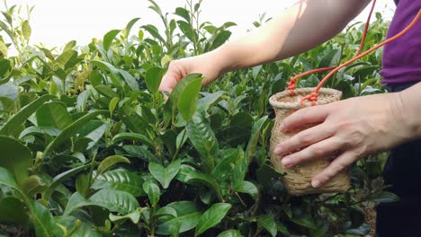 close up footage of a female collecting tea leaves