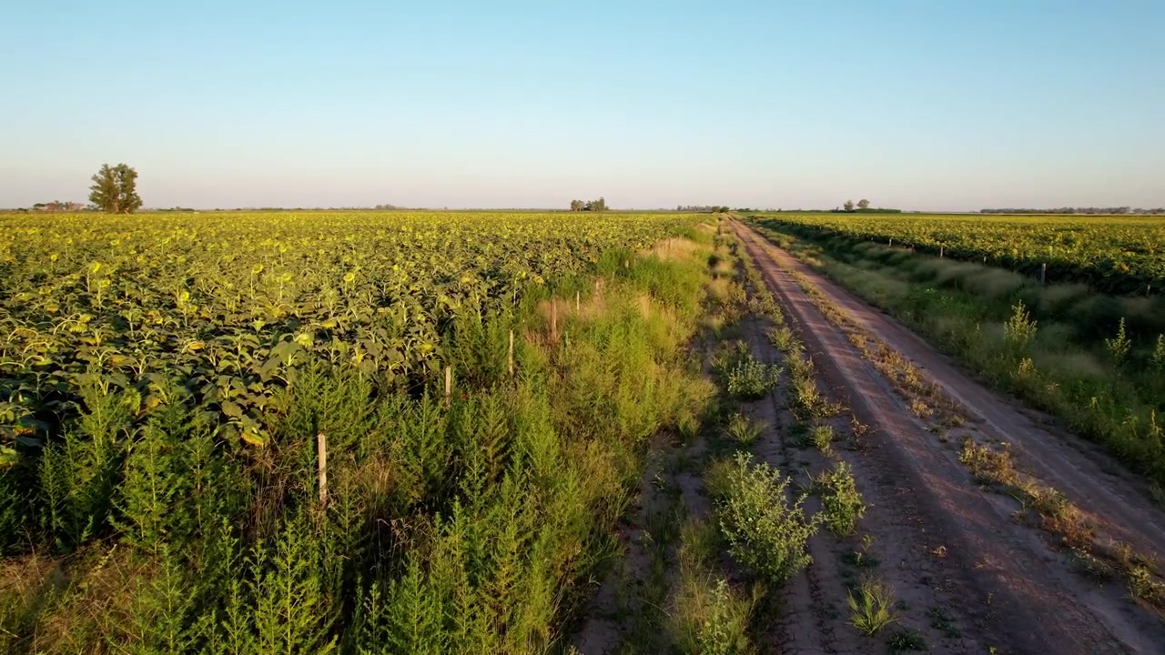 Movimento lento in avanti della telecamera a bassa quota su una strada sterrata rurale che mostra recinzioni in filo metallico e campi di girasoli nella fertile regione agroindustriale argentina al tramonto.