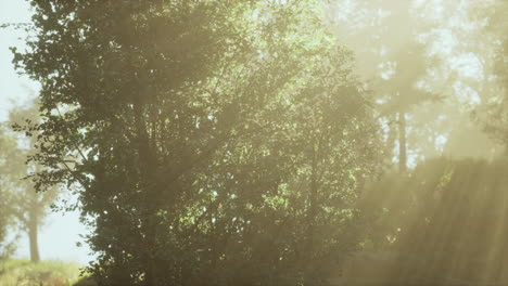 sol saliendo en un bosque con niebla