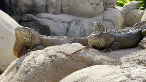 iguana making a specific gesture with the head while siting with other iguanas on a rock in broad daylight