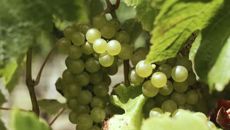 las uvas verdes maduras se sientan en las vides mientras el sol las besa