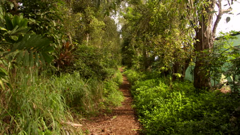 Ruhiger-Waldweg-Auf-Kauai-Mit-Bäumen-Und-Büschen-Und-Leichter-Brise