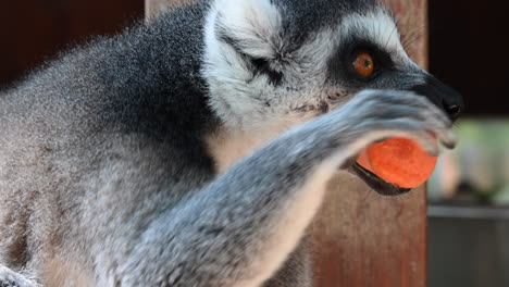 Un-Lémur-Come-Y-Muerde-Con-Los-Dientes-Una-Zanahoria,-Observación-De-Animales-En-Un-Zoológico