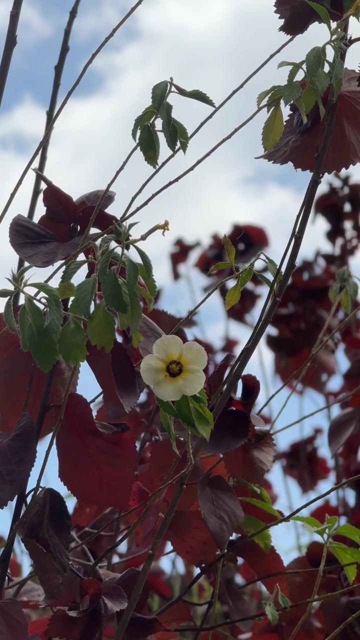 Un singolo fiore bianco in fiore tra il fogliame rosso scuro