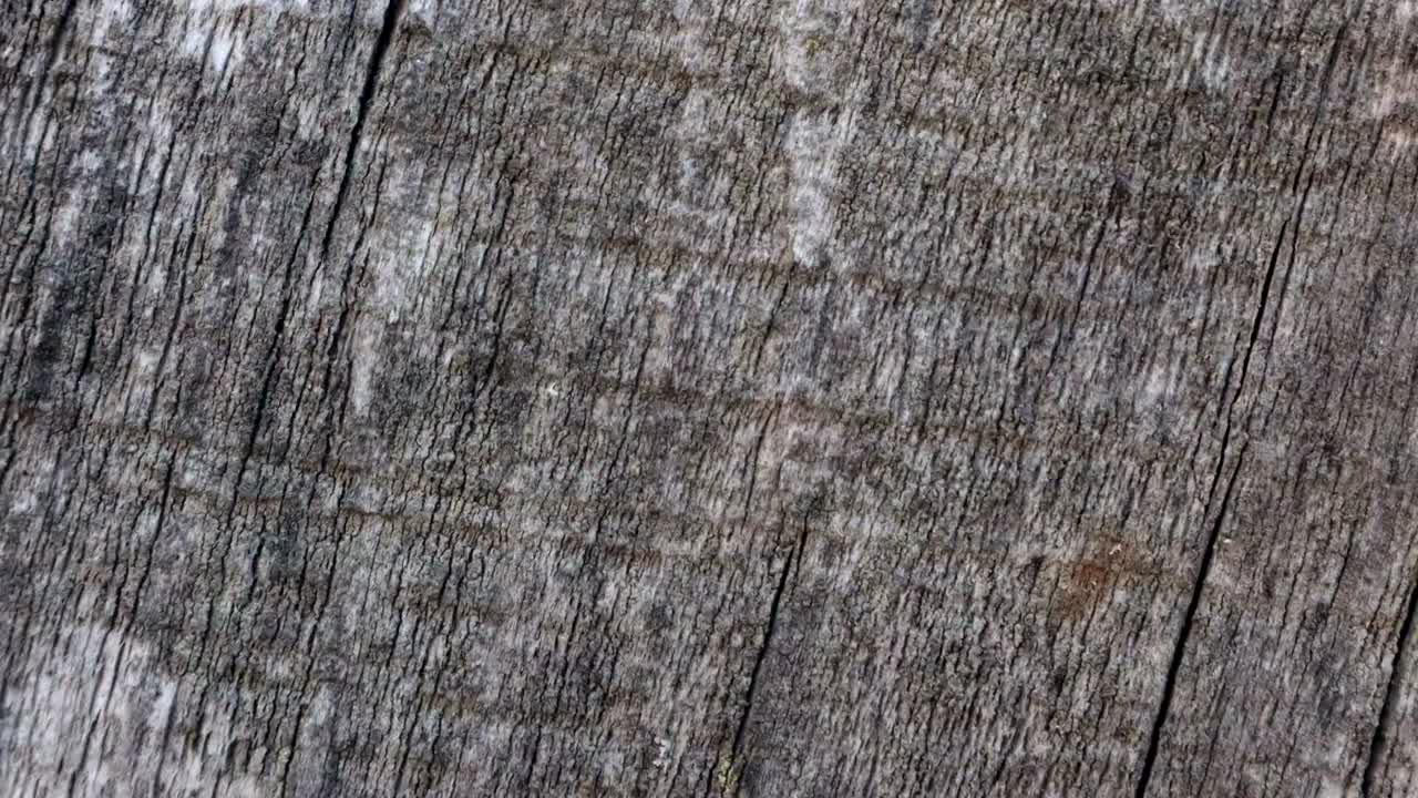 스 모션 애니메이션 나무 텍스처 배경은 불투명 도구 또는 루마 매트를 사용하여 오래된 영화 효과에 유용합니다.