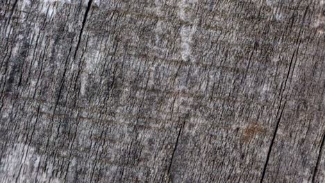 fondo de textura de madera animada útil para efectos de películas antiguas utilizando la herramienta de opacidad o luma matte