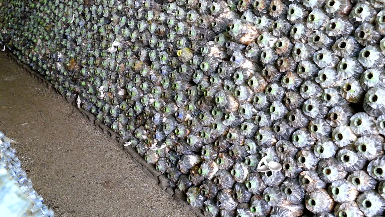 유기농 농장에서 오스트리 버섯 재배