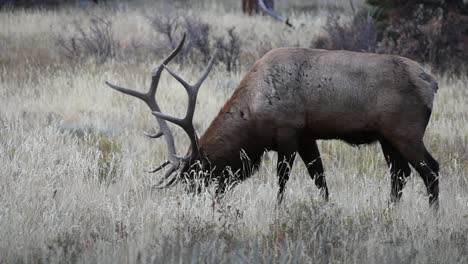 male elk grazing in field