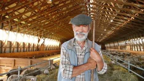 portrait of old caucasian old man in hat with rake standing in stable of sheep flock and smiling to camera