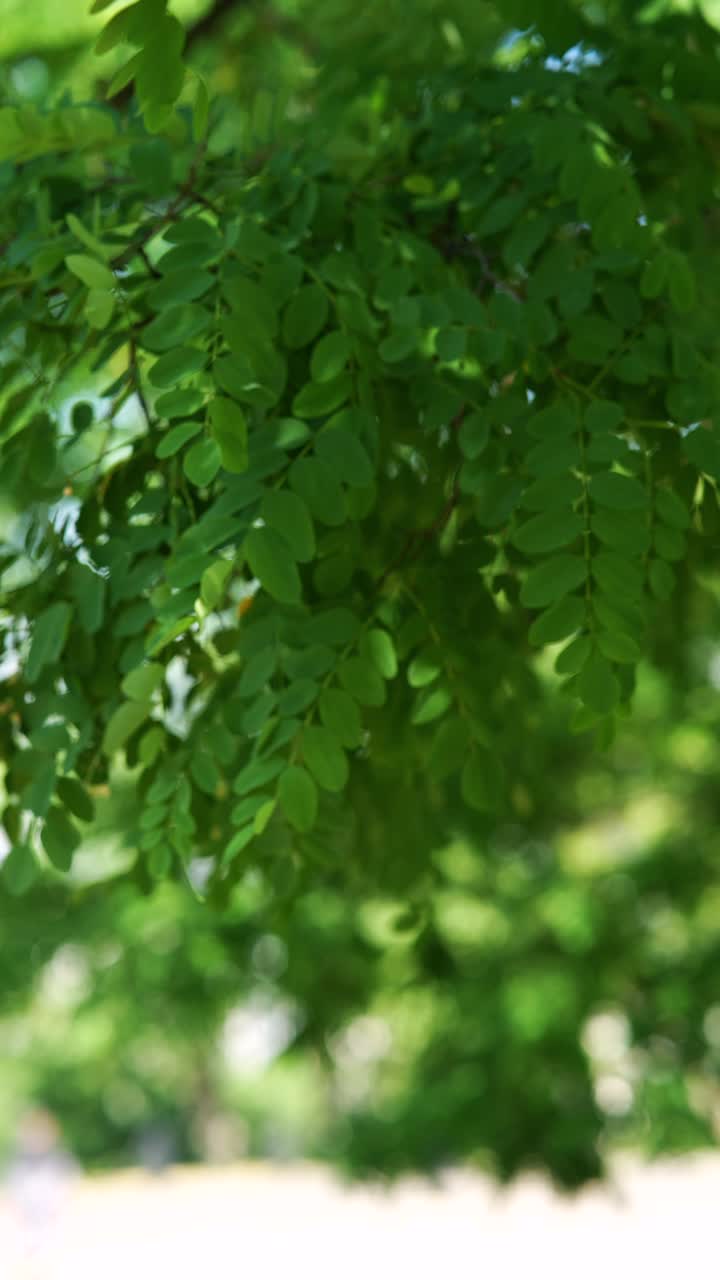 primer plano de hojas verdes en un árbol