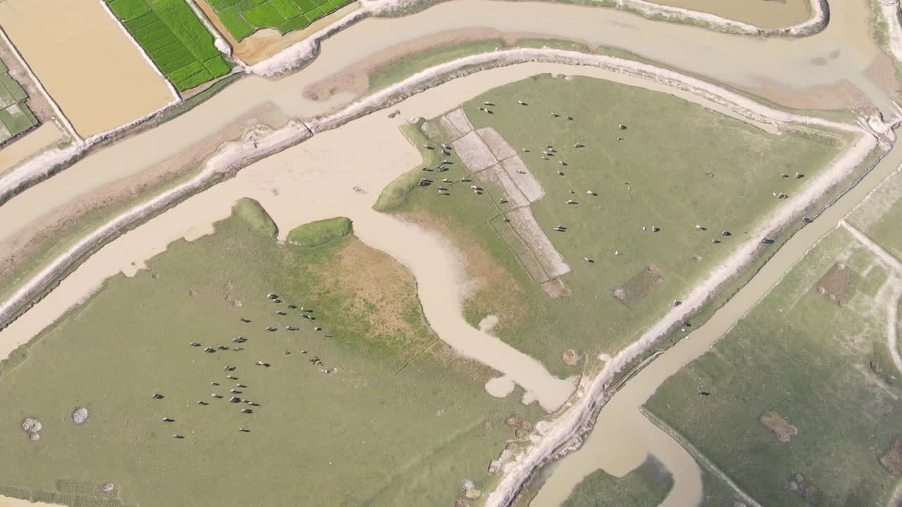 방글라데시의 부분적으로 침수된 농지에서 풀을 뜯고 있는 동물 위로 공중 비행