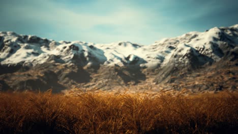 dry grass and snow covered mountains in alaska