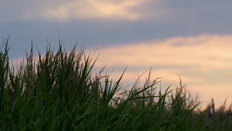 sunset over serene ponds with tall grass