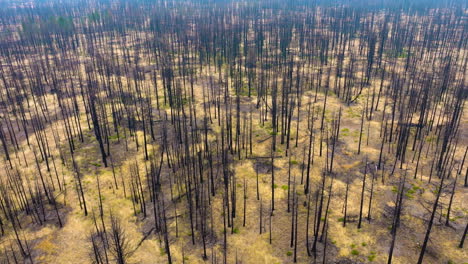 aerial view of a recovering burnt forest