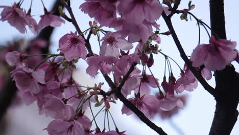 kirschblüten in voller blüte in tokio, japan