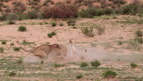 Lion-And-Lioness-Fighting-In-African-Savanna---Wide-Shot