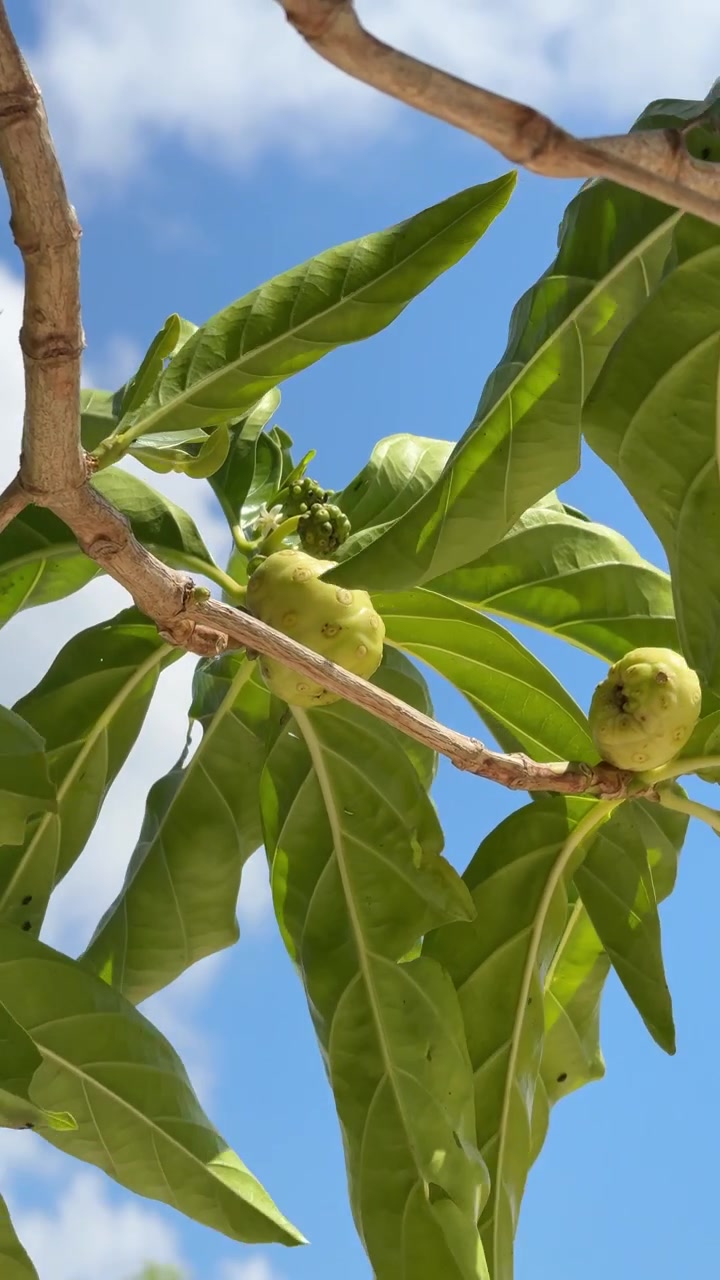 Fruta Noni Crescendo em um Galho de Árvore Contra um Céu Azul