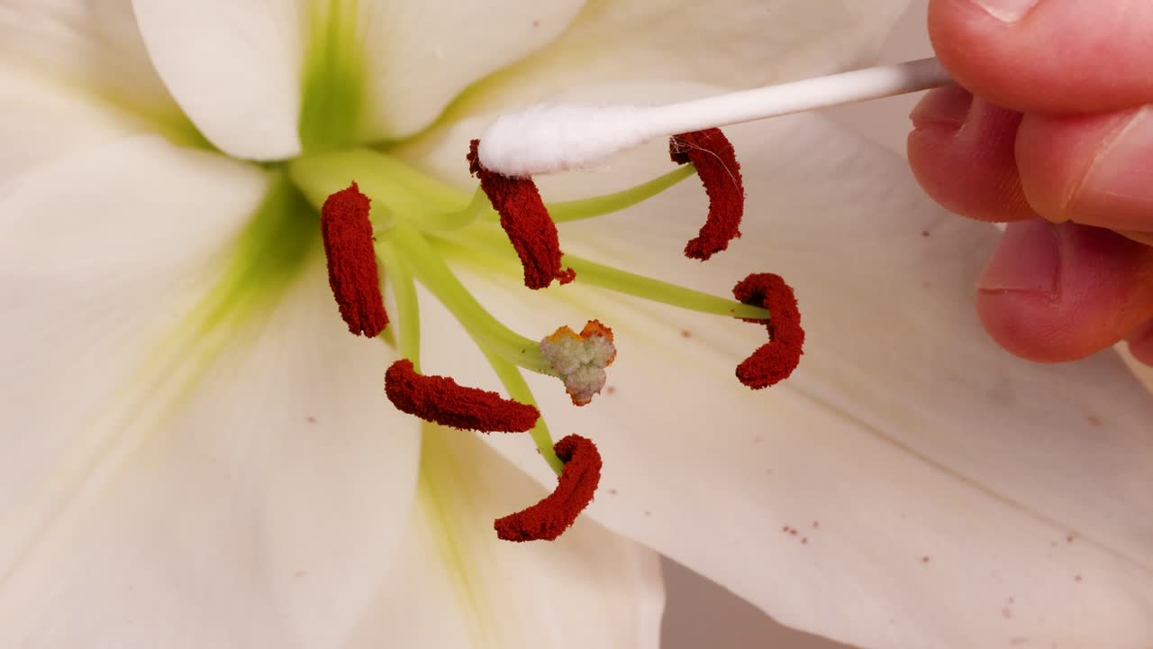 Close-up of a lily flower being pollinated manually with a cotton swab, highlighting the stamen and anther interaction