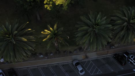 drone shot starting on closeup of palm trees and zooming out to reveal many palm trees, parking lot and road in los angeles, california park