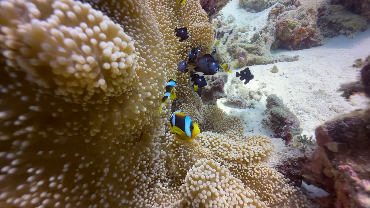 Mnemba Adası yakınlarında Turuncu yüzgeçli palyaço balığının (Amphiprion chrysopterus) su altı çekimi. Zanzibar, Tanzanya