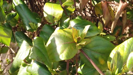 tilt up camera on green plant leaves