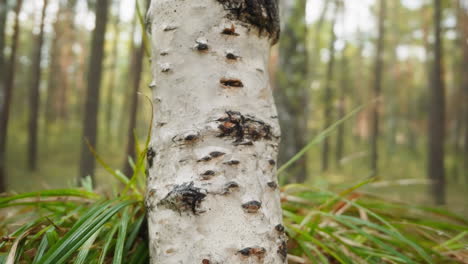 birch with smooth white bark and black lenticels in forest