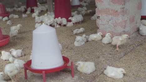 there are baby chickens in the poultry farm.