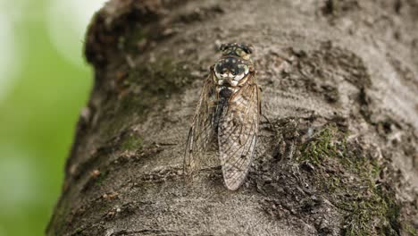 robust cicada sing song loud perched on tree trunk in japan - detailed closeup, making tymbal contractions