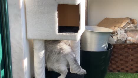 Beige-cat-exploring-the-garden-in-autumn