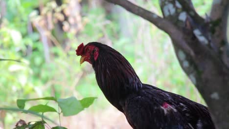 rooster under a tree walking away