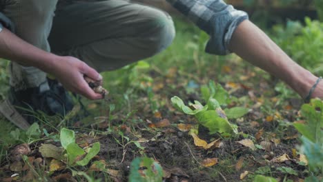 Hands-of-young-man-harvesting-organic-turnips-various-sizes