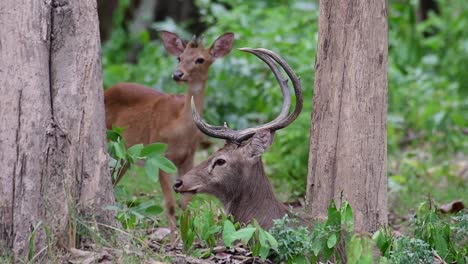 the eld's deer is an endangered species due to habitat loss and hunting