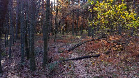 trees growing near river in park