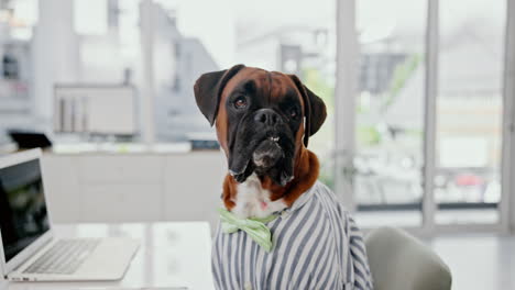 boxer dog in shirt and bowtie in office