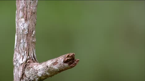 Der-Blauohrige-Eisvogel-Ist-Ein-Kleiner-Eisvogel,-Der-In-Thailand-Vorkommt-Und-Von-Vogelfotografen-Wegen-Seiner-Schönen-Blauen-Ohren-Gesucht-Wird,-Da-Er-Ein-Kleiner,-Niedlicher-Und-Flauschiger-Blaufederball-Eines-Vogels-Ist