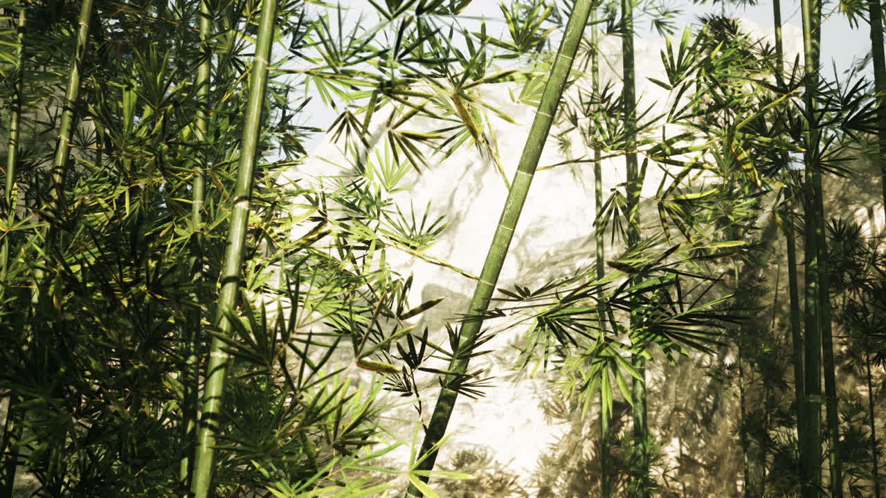 denso bosque de bambú