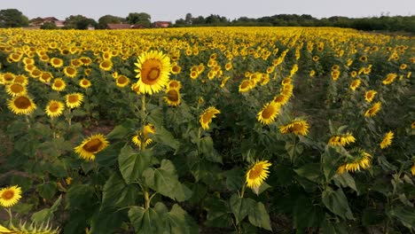 Aerial-spinning-around-a-single-sunflower-in-large-fields-of-sunflowers-in-the-Dordogne-region-of-France,-Closeup