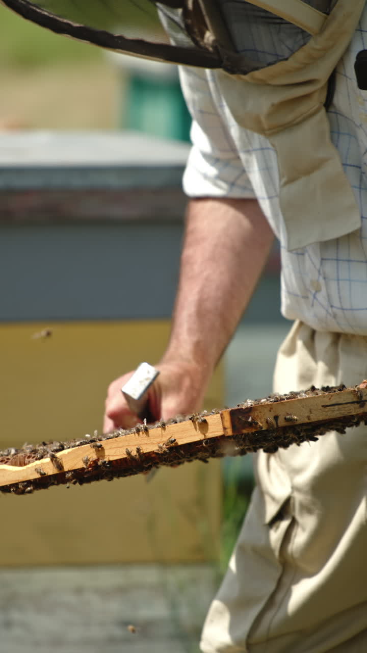 Pulling the wax frames out of bee hive. Beekeeper in protective hat inspects frame coated with bee swarm. Nature backdrop in blur. Vertical video