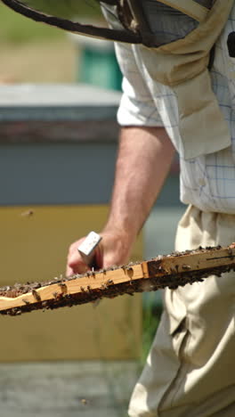 pulling the wax frames out of bee hive. beekeeper in protective hat inspects frame coated with bee swarm. nature backdrop in blur. vertical video