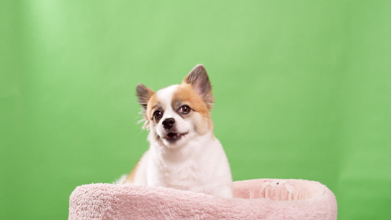 retrato del lindo cachorro esponjoso de pomeranian spitz
