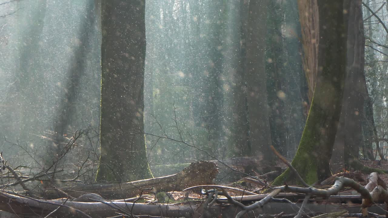 흰 서리가 나무에서 떨어지고 태양에 의해 조명됩니다.