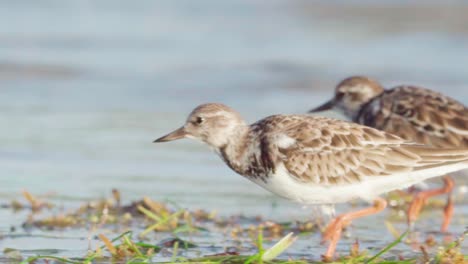 sandpiper walking along beach shore with other birds in background in slow motion